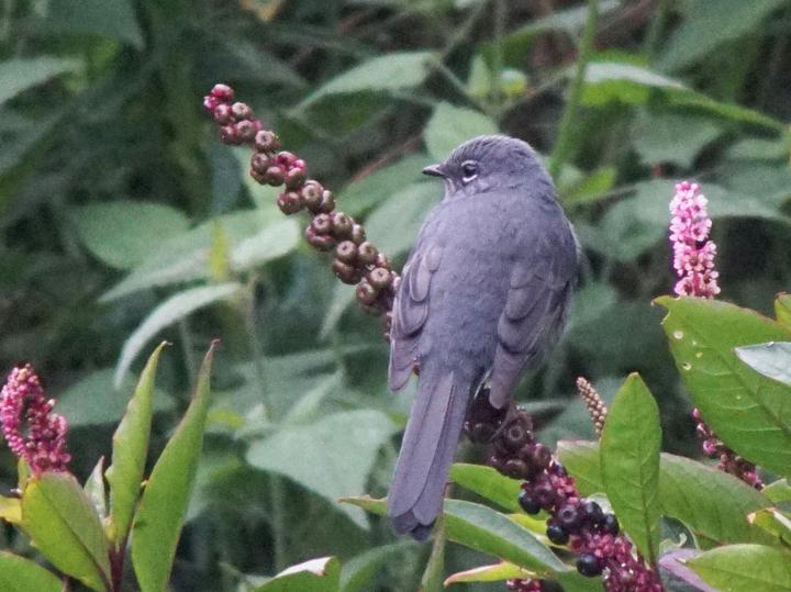 Slate-colored Solitaire