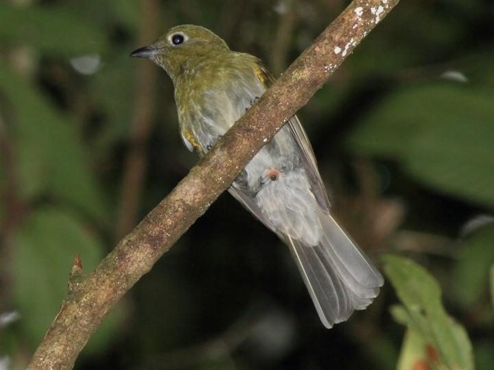 Grey-tailed Piha