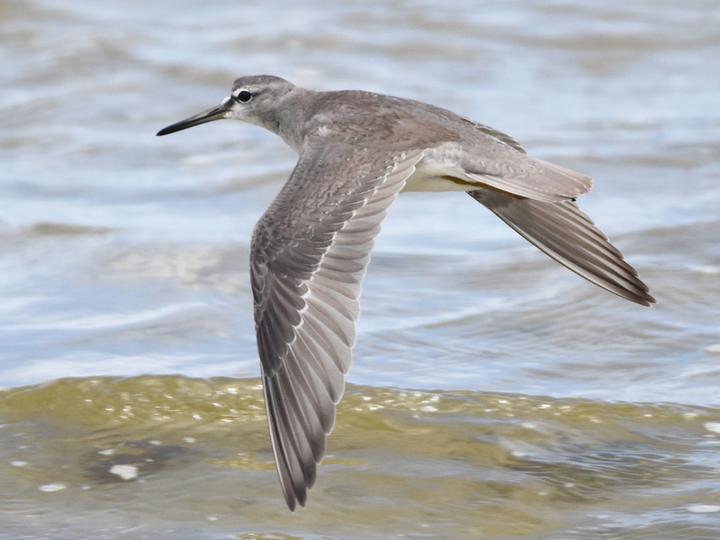 Grey-tailed Tattler