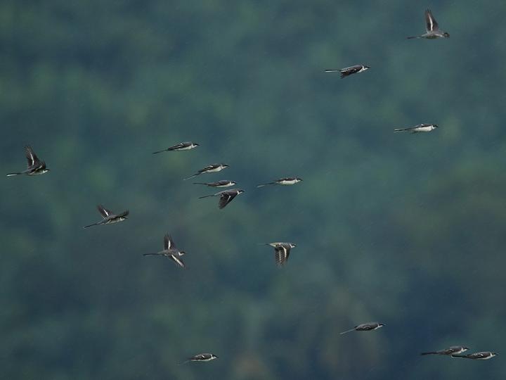 Ashy Minivet
