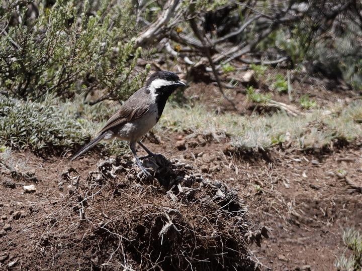 Grey Tit