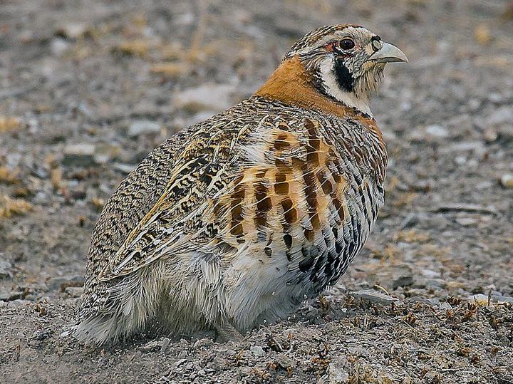 Grey Partridge