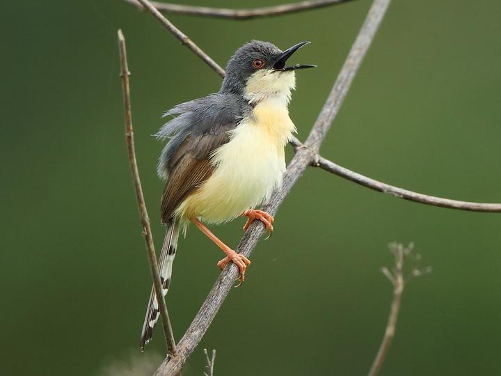 Ashy Prinia