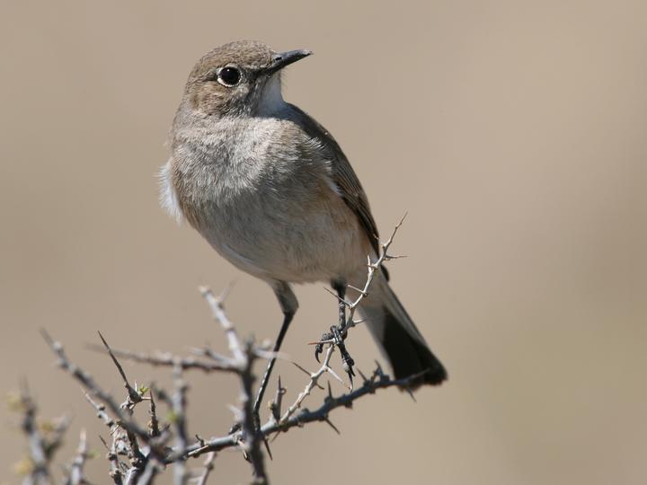 Karoo Chat