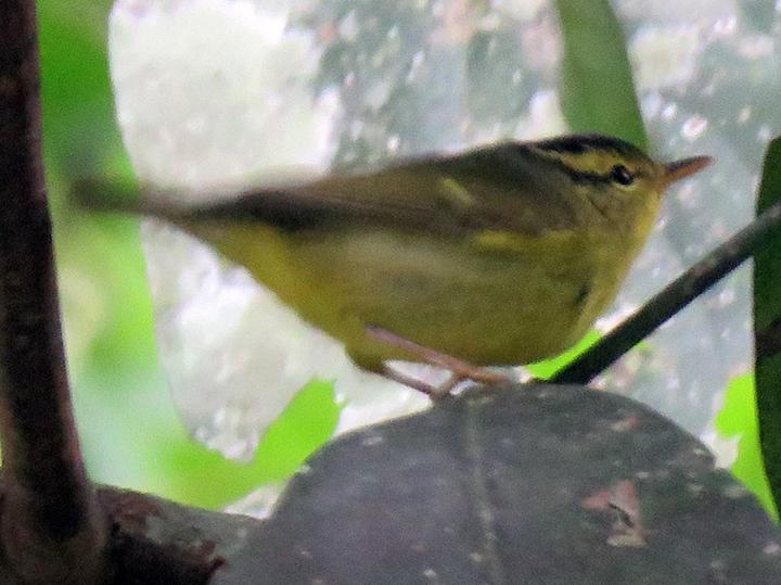 Limestone Leaf Warbler