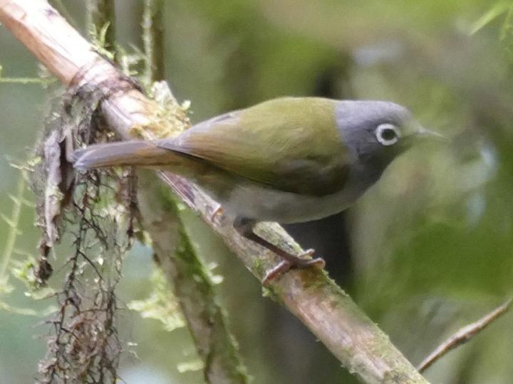 Grey-hooded Heleia