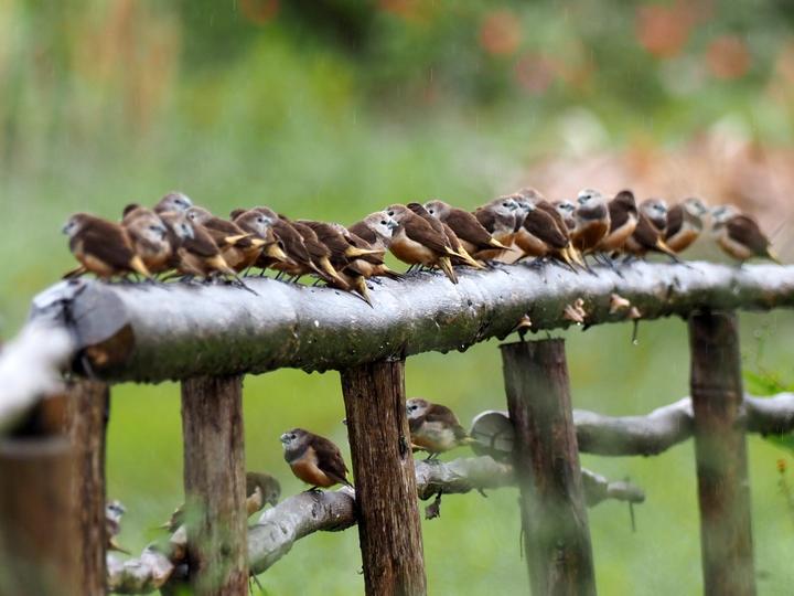 Grey-banded Mannikin