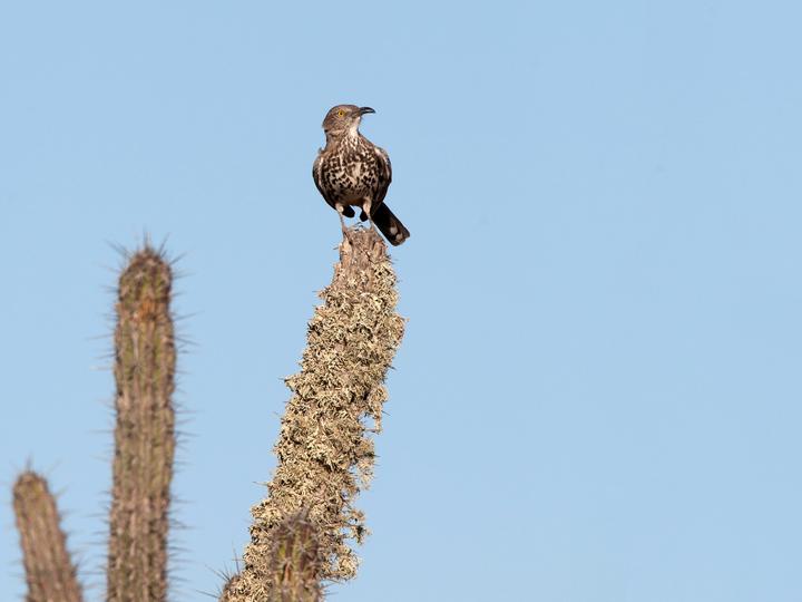 Grey Thrasher