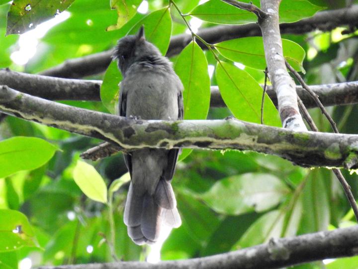 Greyish Mourner