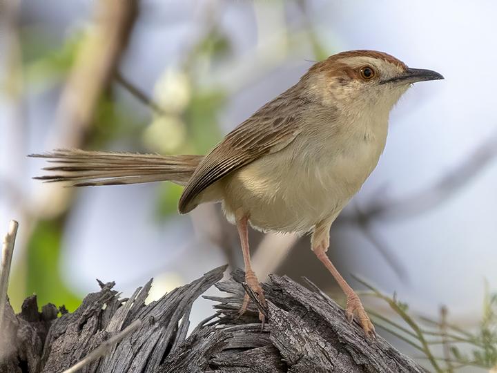 Tinkling Cisticola