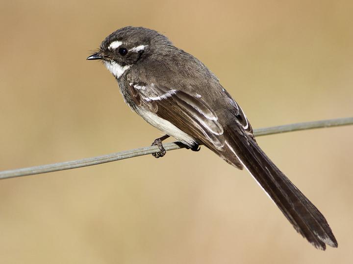 Grey Fantail
