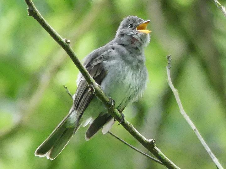Slaty Elaenia
