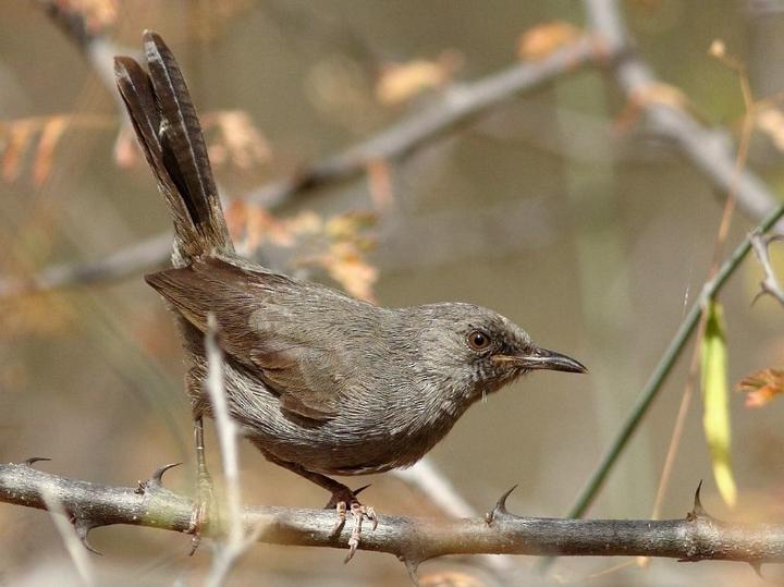 Grey Wren-Warbler
