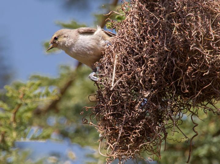 Mouse-colored Penduline Tit