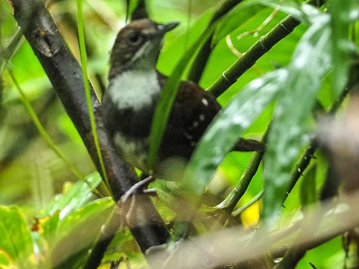Bicol Ground Warbler