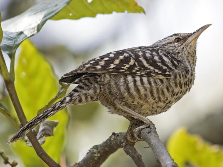 Grey-barred Wren