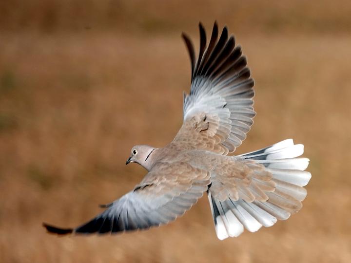 Eurasian Collared Dove