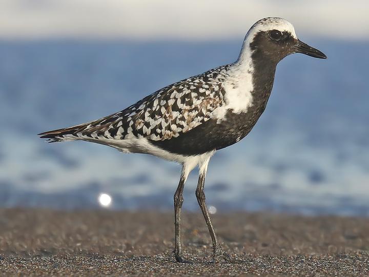Grey Plover