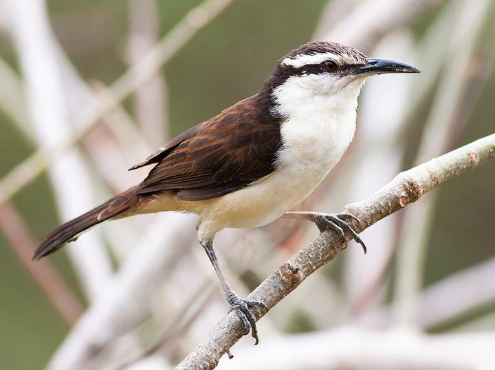 Bicolored Wren
