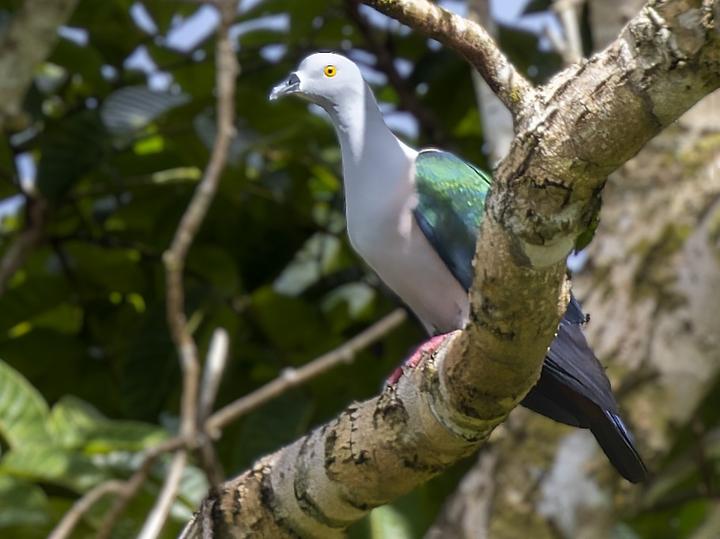 Geelvink Imperial Pigeon