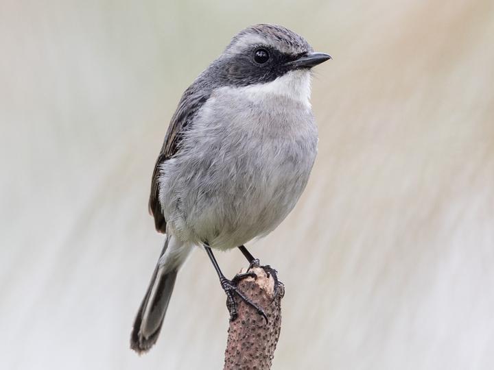 Grey Bush Chat