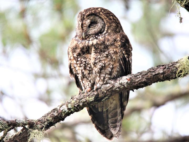 Himalayan Owl