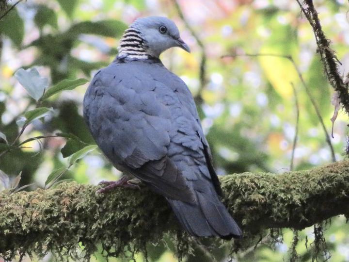 Ashy Wood Pigeon