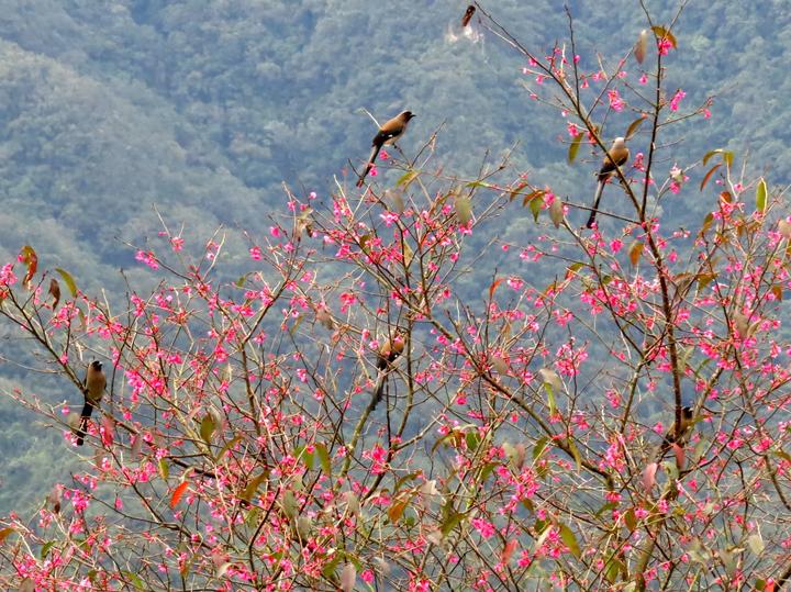 Grey Treepie