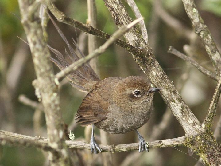 Mouse-colored Thistletail