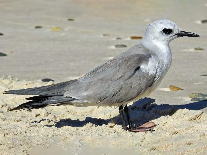 Grey Noddy