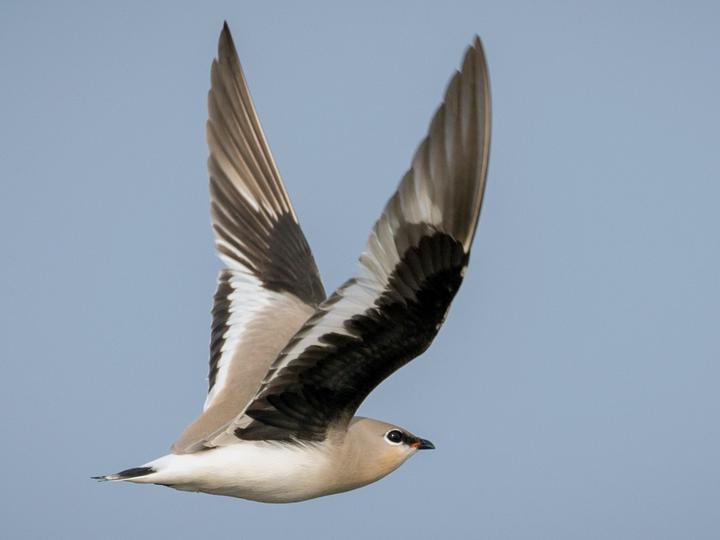 Small Pratincole