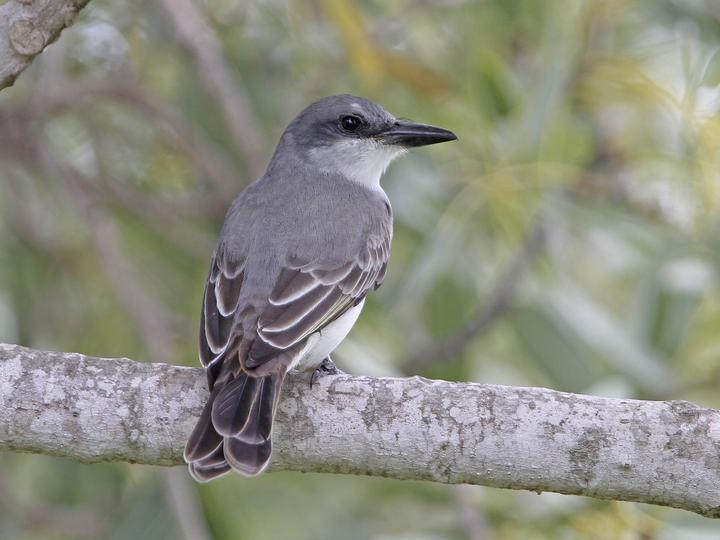 Grey Kingbird