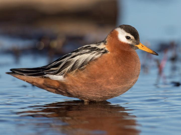 Red Phalarope