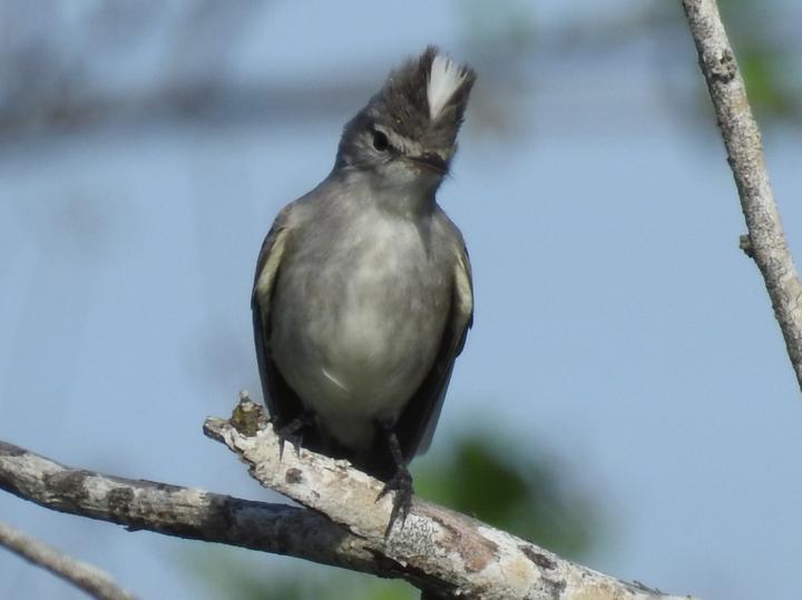 Grey-and-white Tyrannulet