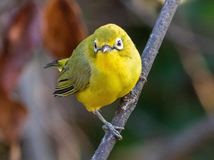 Pale White-eye