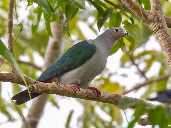 Island Imperial Pigeon