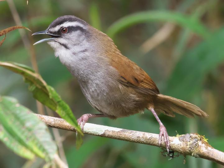Grey-browed Wren