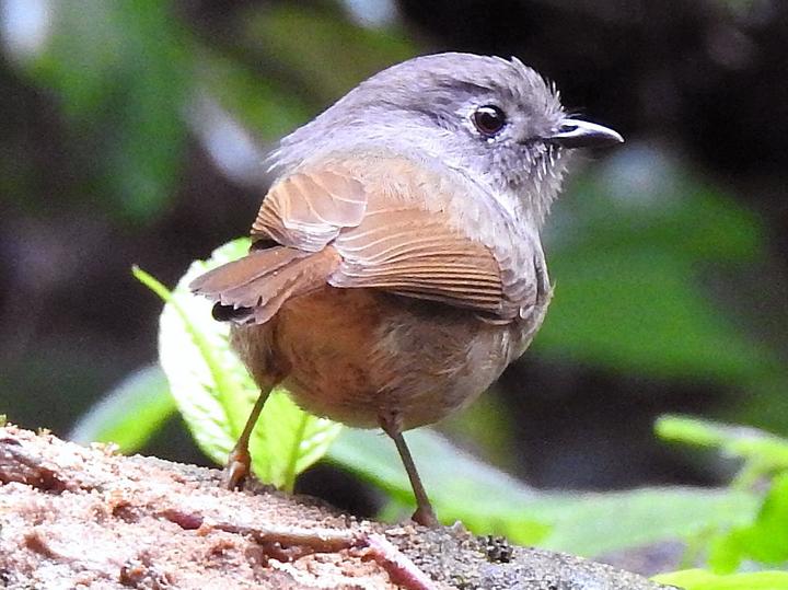 David's Fulvetta