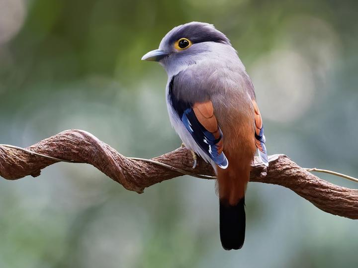 Grey-lored Broadbill