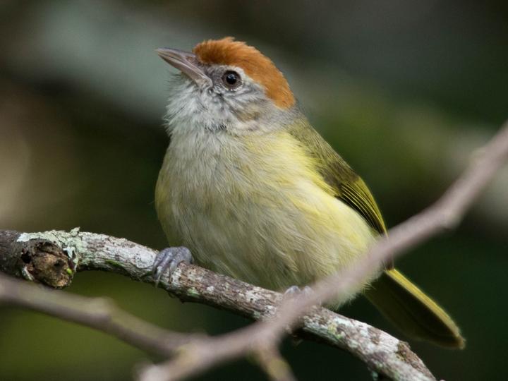 Grey-eyed Greenlet
