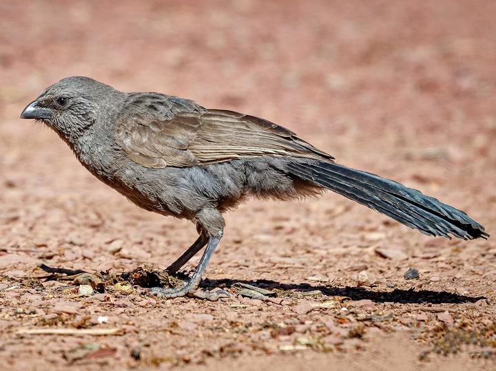 Apostlebird