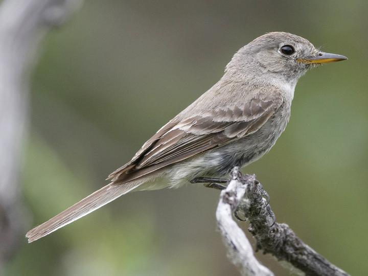 American Grey Flycatcher