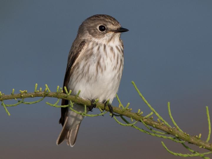 Grey-streaked Flycatcher
