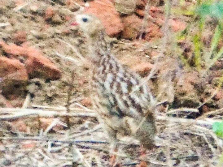 Grey-striped Spurfowl
