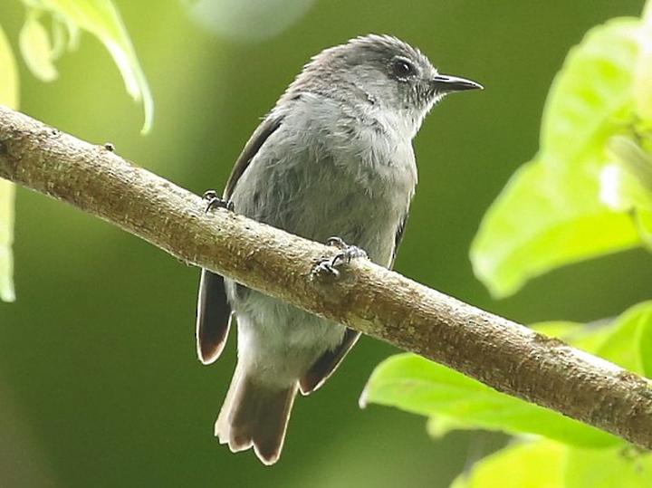 Grey-brown White-eye