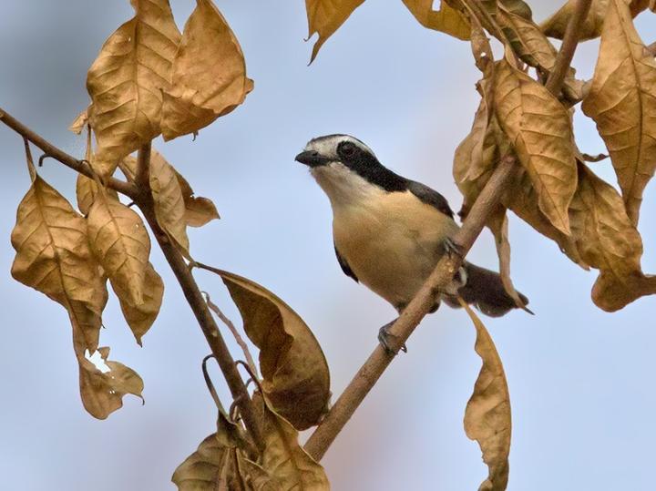 Bocage's Bushshrike