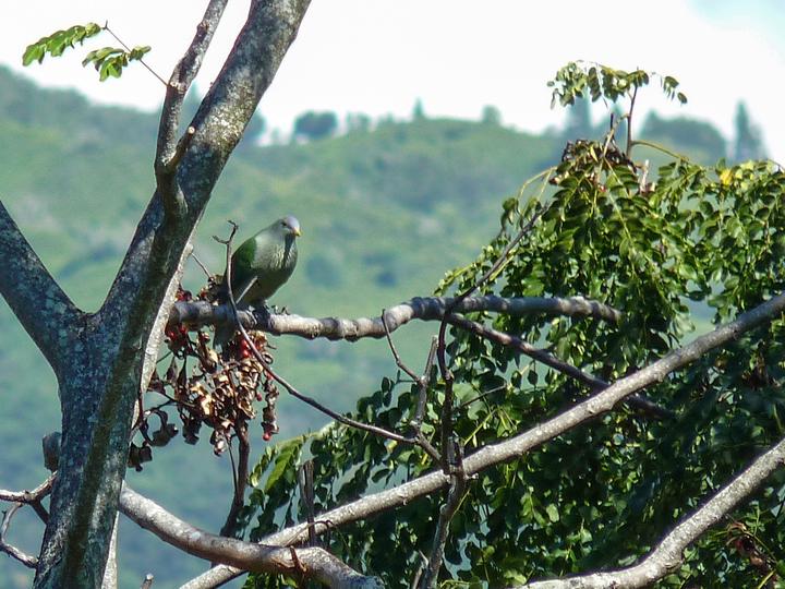 Grey-green Fruit Dove