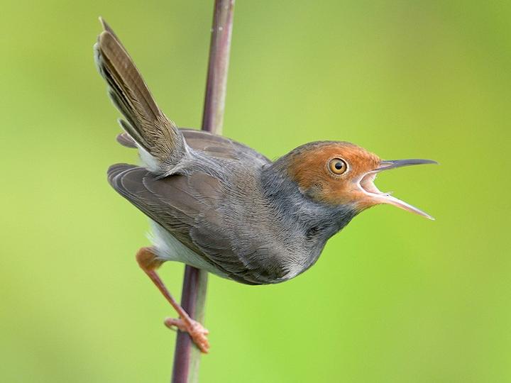 Ashy Tailorbird