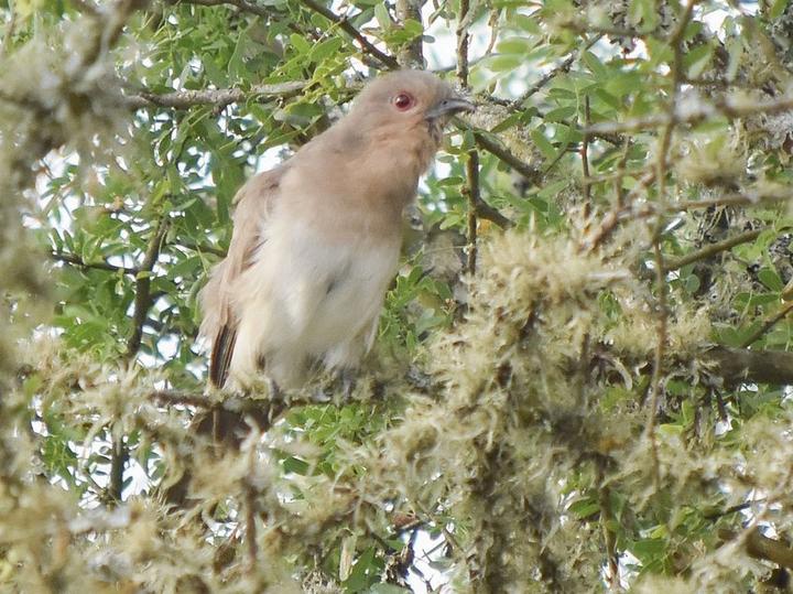 Ash-colored Cuckoo