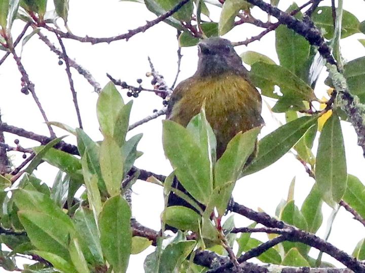 Grey-winged Cotinga